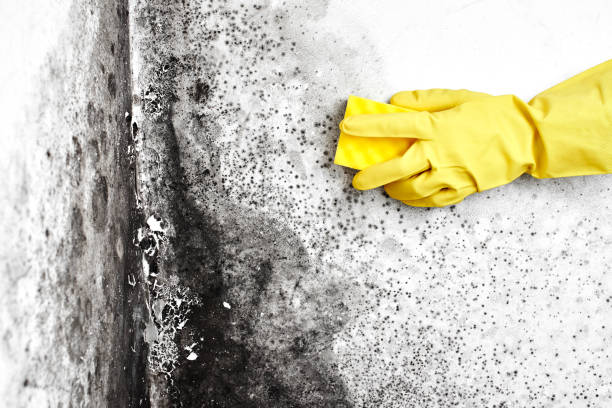 Best HVAC Mold Inspection and Cleaning  in Gardner, KS