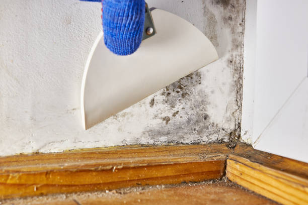Mold Remediation for Vacation Homes in Gardner, KS
